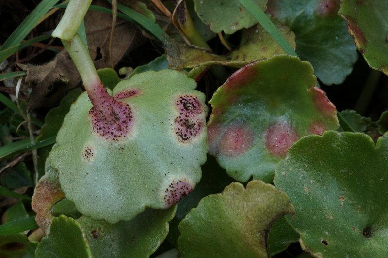 Puccinia umbiliciPhotographer:  David Mitchel