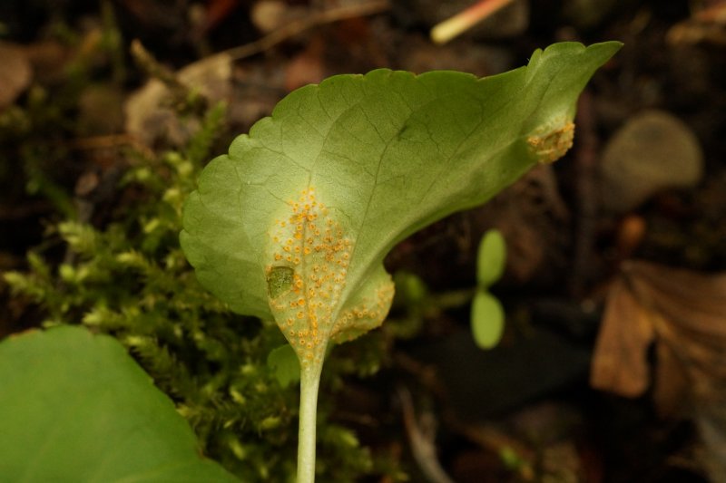 Puccinia violaePhotographer:  David Mitchel