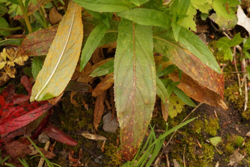 Pucciniastrum epilobiiPhotographer:  David Mitchel