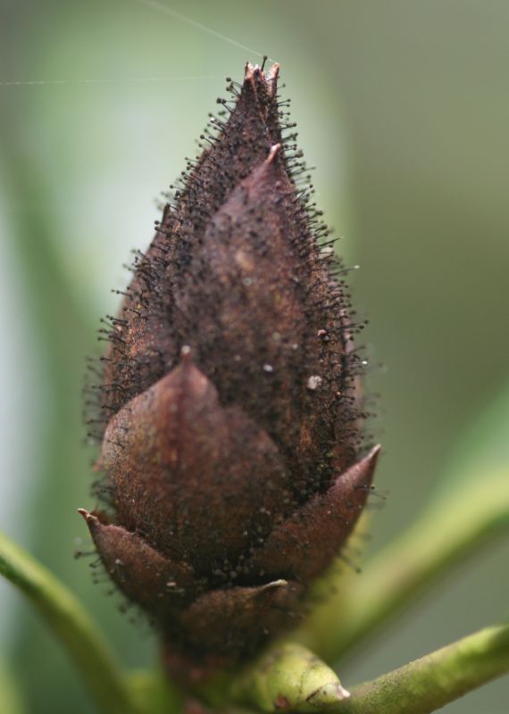 Seifertia azaleaePhotographer:  Roelof Jan Koops