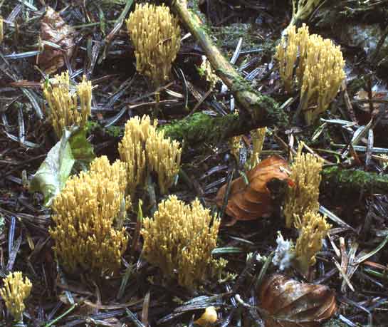 Phaeoclavulina abietinaPhotographer:  Ronnie Irvine