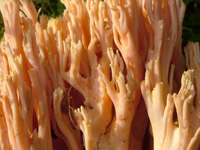 Ramaria formosaPhotographer:  David Mitchel