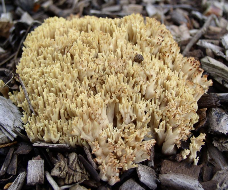 Ramaria strictaPhotographer:  David Mitchel