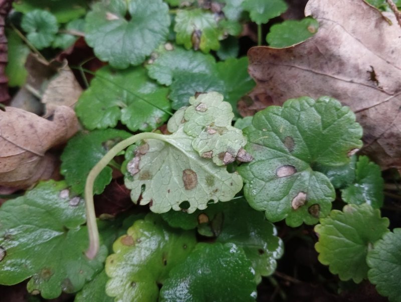Ramularia glechomatisPhotographer:  David Mitchel