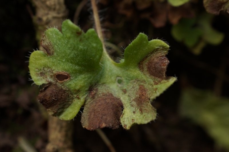 Ramularia saxifragaePhotographer:  David Mitchel