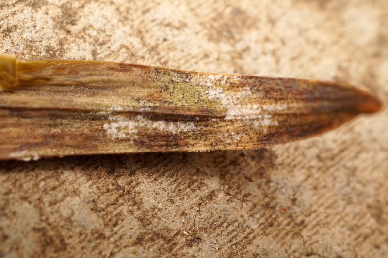 Ramularia septataPhotographer: � David Mitchel