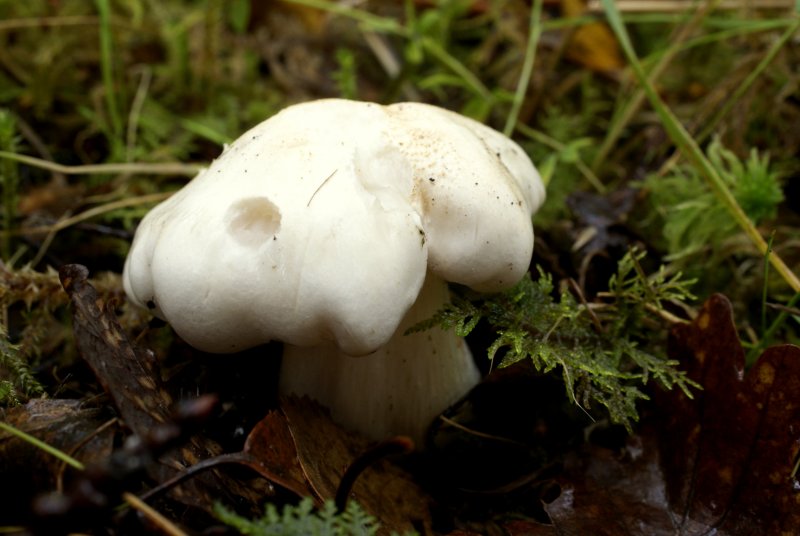 Rhodocollybia maculataPhotographer:  David Mitchel