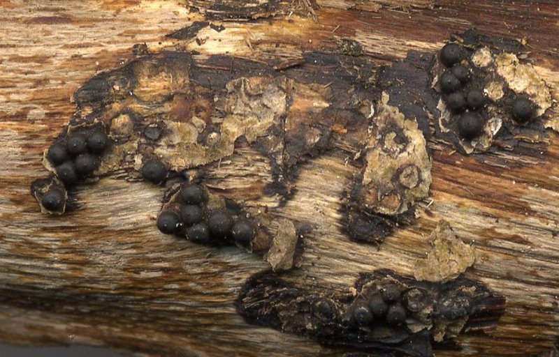 Rosellinia aquilaPhotographer:  David Mitchel