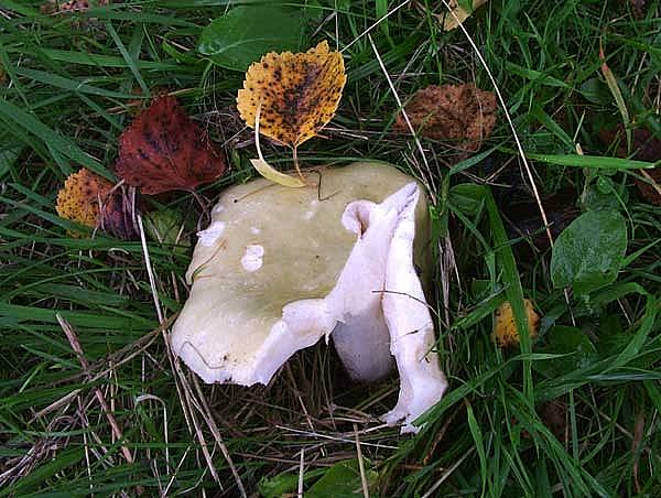 Russula aerugineaPhotographer:  David Mitchel