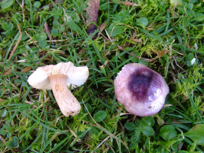 Russula alnetorumPhotographer:  David Mitchel