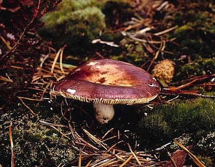 Russula amethystinaPhotographer:  Roy Anderson