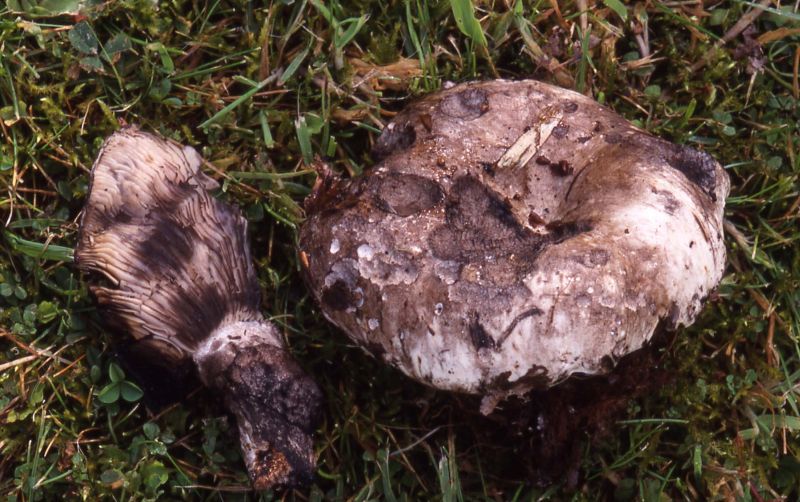 Russula anthracinaPhotographer:  David Mitchel