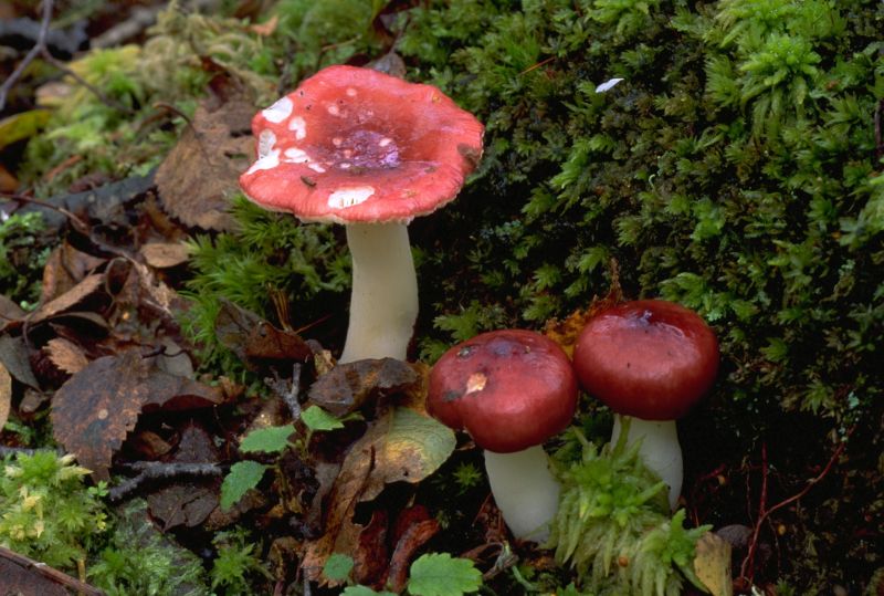 Russula aquosaPhotographer:  David Mitchel