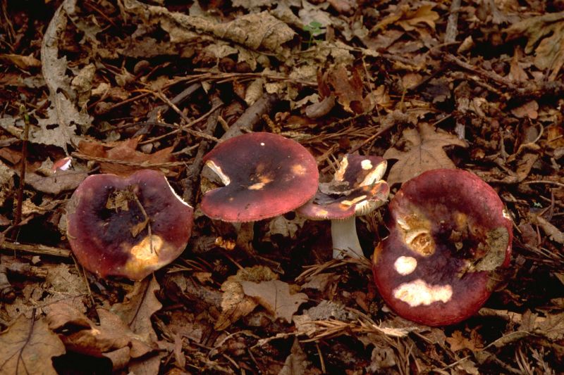 Russula atropurpureaPhotographer:  David Mitchel