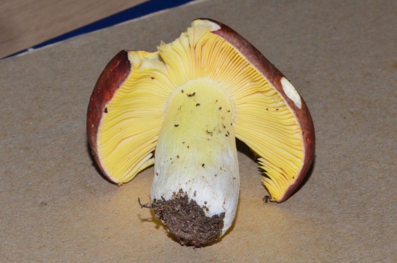 Russula aureaPhotographer:  Chris Stretch