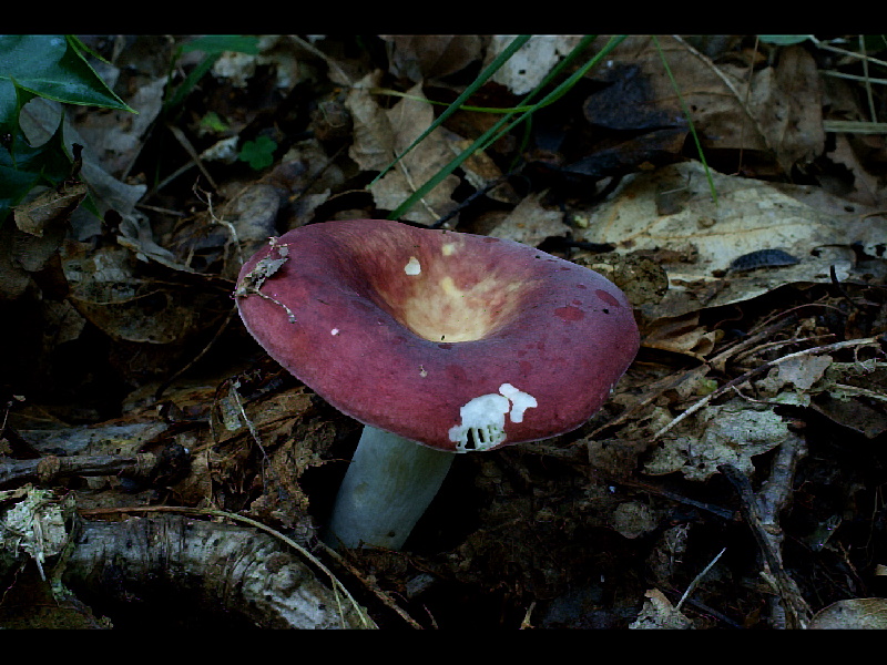 Russula brunneoviolaceaPhotographer:  David Mitchel