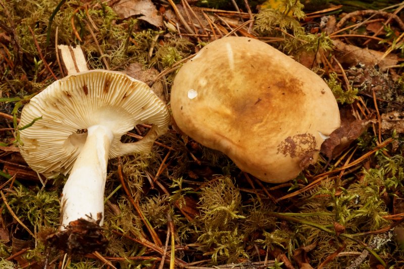 Russula cavipesPhotographer:  David Mitchel