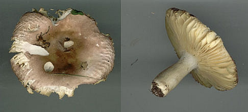 Russula cessansPhotographer:  David Mitchel