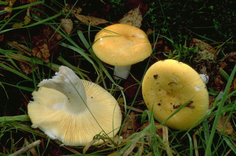 Russula claroflavaPhotographer:  Mark Wright