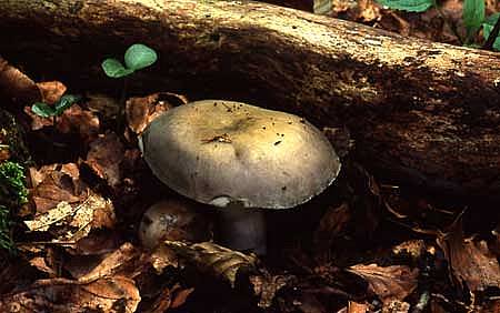 Russula cyanoxanthaPhotographer:  David Mitchel