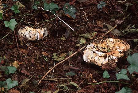 Russula delicaPhotographer:  David Mitchel