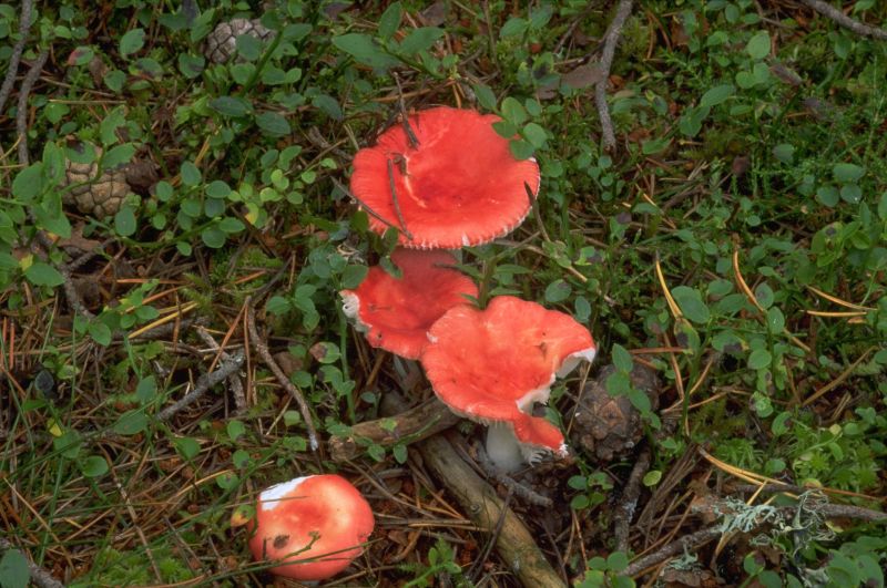 Russula emeticaPhotographer:  David Mitchel