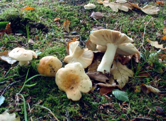 Russula felleaPhotographer:  Ronnie Irvine