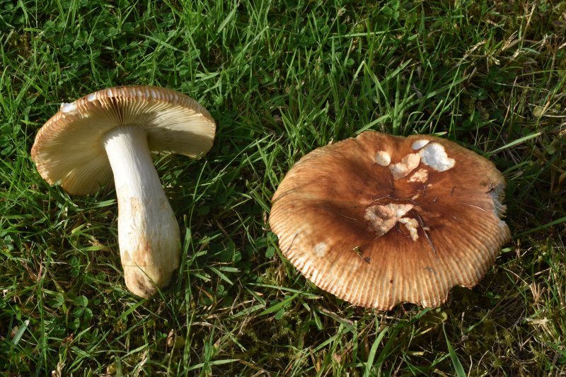 Russula foetensPhotographer:  David Mitchel