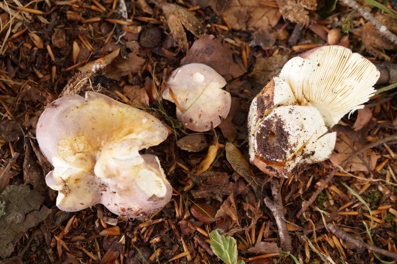 Russula griseaPhotographer:  David Mitchel