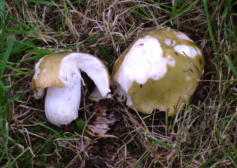 Russula heterophyllaPhotographer:  David Mitchel