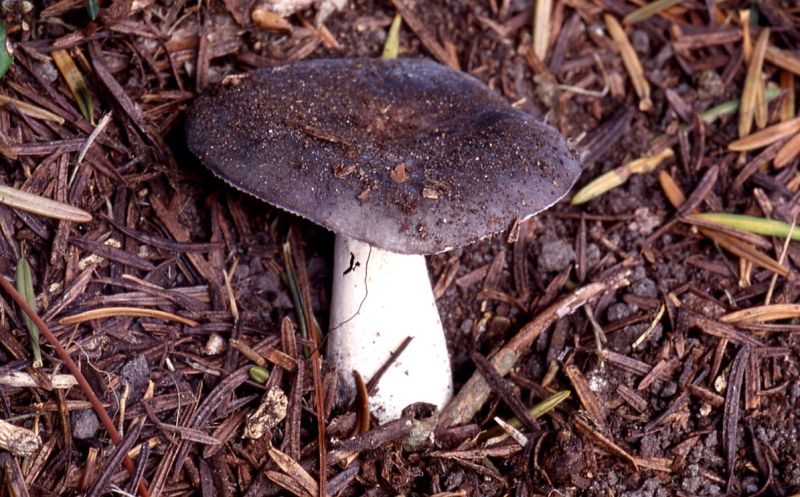 Russula ionochloraPhotographer:  David Mitchel