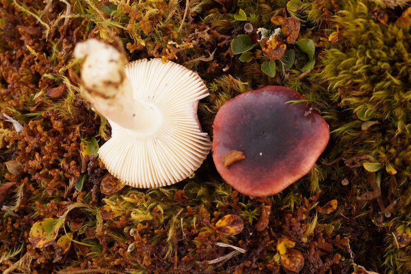 Russula laccataPhotographer:  David Mitchel