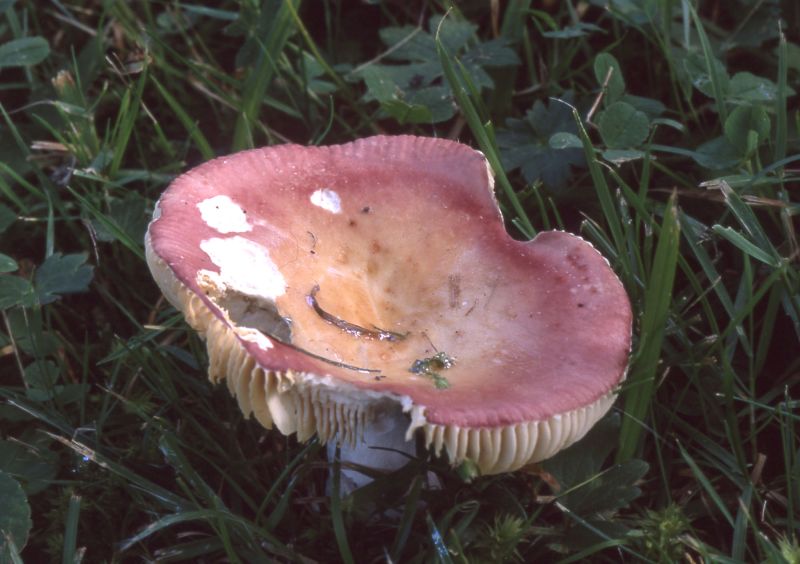 Russula laetaPhotographer:  David Mitchel