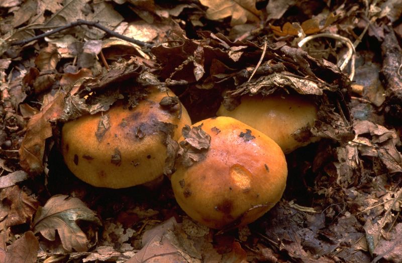 Russula grataPhotographer:  David Mitchel