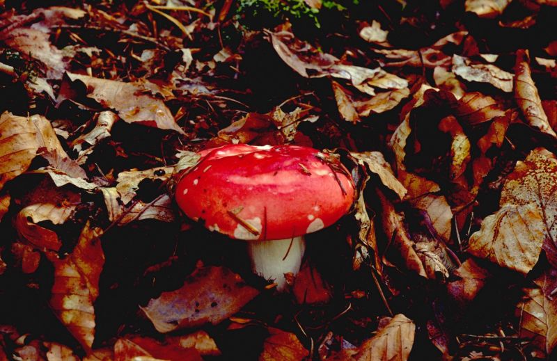 Russula nobilisPhotographer:  David Mitchel