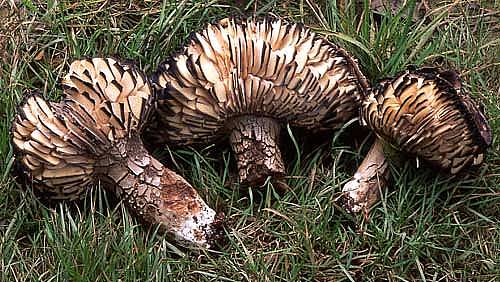 Russula nigricansPhotographer:  David Mitchel