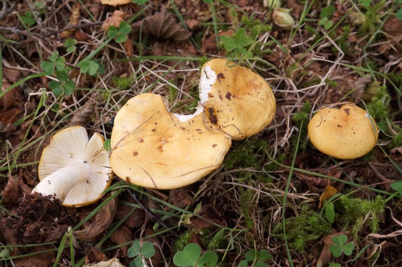 Russula ochroleucaPhotographer:  David Mitchel