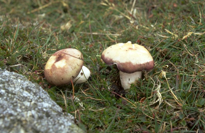 Russula pascuaPhotographer:  Mark Wright