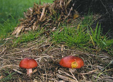 Russula persicinaPhotographer:  Roy Anderson