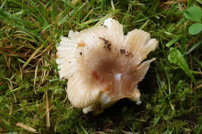 Russula praetervisaPhotographer:  David Mitchel