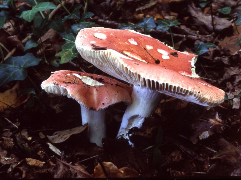 Russula pseudointegraPhotographer:  David Mitchel