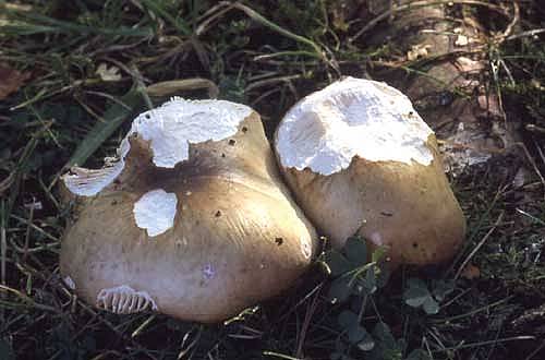 Russula exalbicansPhotographer:  David Mitchel