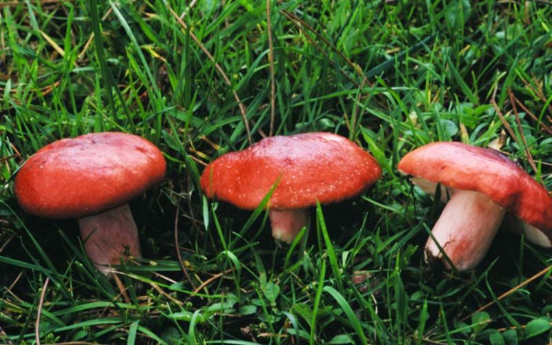 Russula sanguinariaPhotographer:  David Mitchel