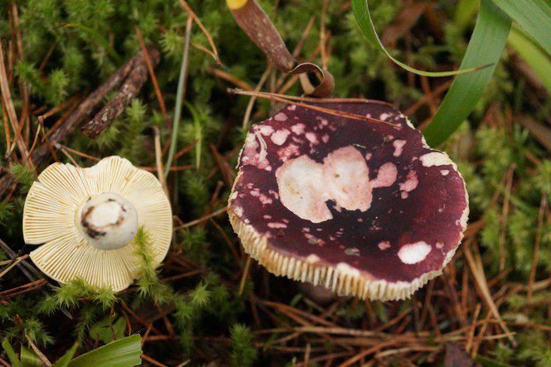 Russula sardoniaPhotographer:  David Mitchel