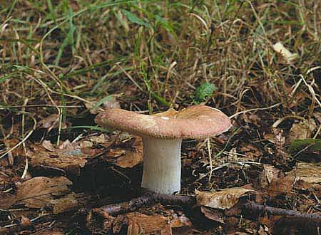 Russula sericatulaPhotographer:  Roy Anderson