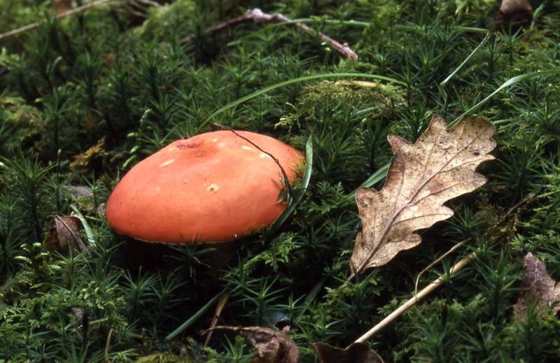 Russula silvestrisPhotographer:  David Mitchel