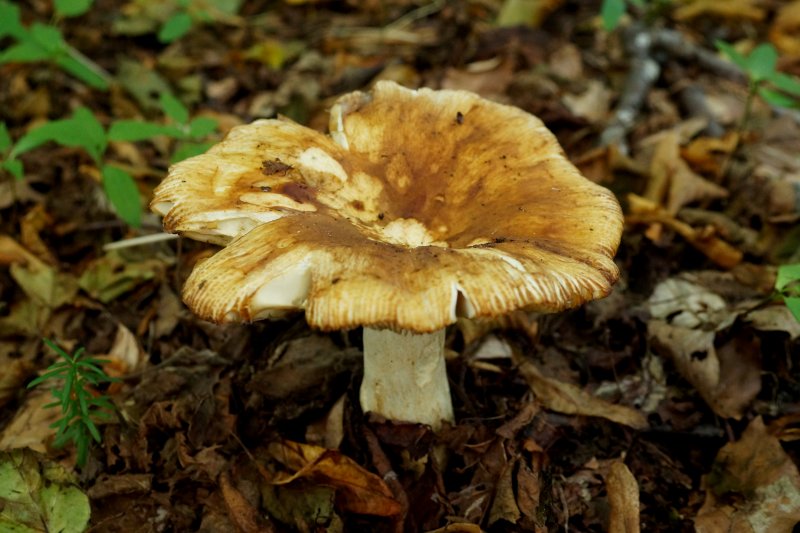 Russula subfoetensPhotographer:  David Mitchel