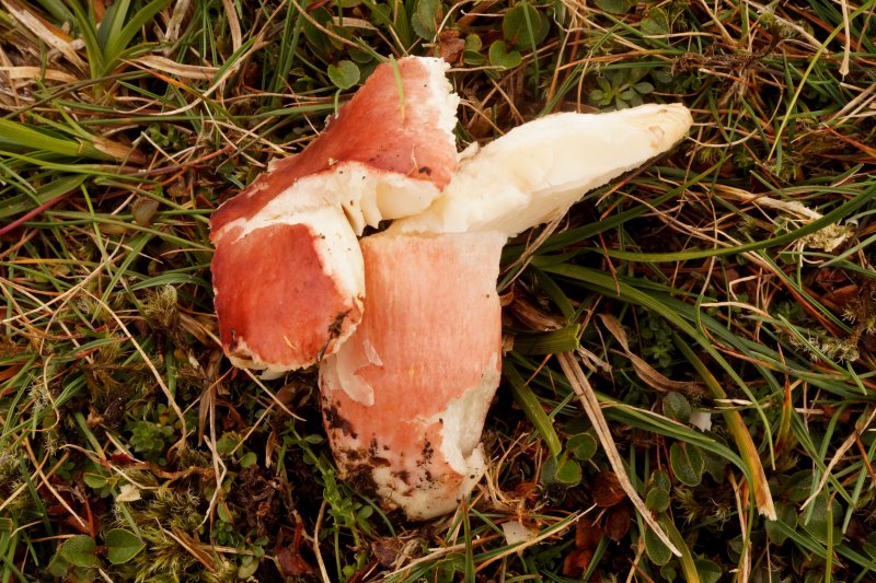 Russula subrubensPhotographer:  David Mitchel