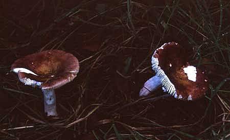 Russula velenovskyiPhotographer:  David Mitchel