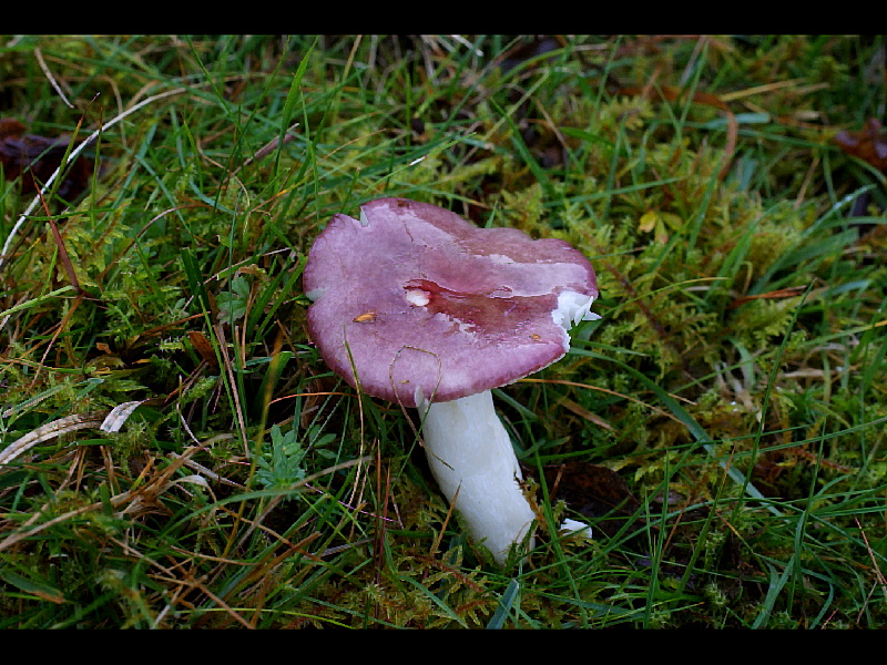 Russula versicolorPhotographer:  David Mitchel